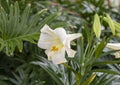 Closeup view of a bloom of Easter lily, lilium longiflorum, inside the Jewel Box in Forest Park in Saint Louis, Missouri. Royalty Free Stock Photo