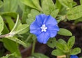 Closeup view of a bloom of Evolvulus alsinoides at the Fort Worth Botanic Garden, Texas.