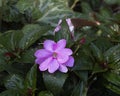 New Guinea Impatiens Sunstanding Lavender, Dallas Arboretum