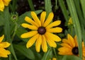 Closeup view of a bloom of Rudbeckia hirta, commonly called black-eyed Susan in a garden in Edwards, Colorado. Royalty Free Stock Photo