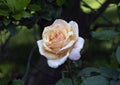 Hybrid Tea Rose, Dallas Arboretum Royalty Free Stock Photo