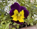 Bloom of The Wild Pansy, Viola Tricolor, at the Dallas Blooms spring festival at the Dallas Arboretum . Royalty Free Stock Photo