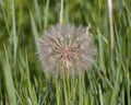 Closeup view of a bloom of Yellow salsify, Tragopogon dubius, in Edwards, Colorado. Royalty Free Stock Photo