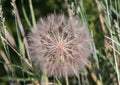 Closeup view of a bloom of Yellow salsify, Tragopogon dubius, in Edwards, Colorado. Royalty Free Stock Photo