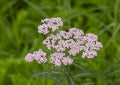 Achillea millefolium, commonly known as yarrow or common yarrow, at the Fort Worth Botanic Garden, Texas. Royalty Free Stock Photo