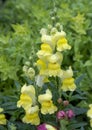 Closeup view of yellow common snapdragon, Antirrhinum majus, in Vail Village, Colorado.