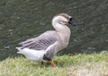 Brown African Goose walking in the grass in Dallas, Texas. Royalty Free Stock Photo