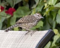 Closeup view of a cactus wren, binomial name Campylorhynchus brunneicapillus, in Cabo San Lucas.