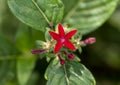 Closeup view of the Egyptian starcluster, pentas lanceolata, on the island of Maui, Hawaii