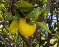 Closeup view of the fruit of Citrus aurantium, an orange tree on the Big Island, Hawaii. Royalty Free Stock Photo