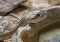 Head of a Northern Black-tailed Rattlesnake at Rattlers & Reptiles, a small museum in Fort Davis, Texas, owned by Buzz Ross.