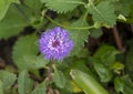 Closeup view of a Lark Daisy bloom, centratherum punctatum, on the Big Island, Hawaii Royalty Free Stock Photo