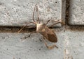 Closeup view of a leaf-footed bug on a wall in Dallas, Texas.