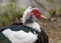 Muscovy duck resting in short grass near the shore of Sunset Bay on White Rock Lake in Dallas, Texas. Royalty Free Stock Photo