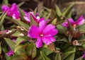 Closeup view of a purple bloom of impatiens hawkeri, the New Guinea impatiens in Dallas, Texas.