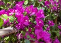 Closeup view of purple bougainvillea in Siwa Oasis, Egypt.