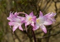 Closeup view of purple and white blooms of the Belladonna lily, Amaryllis belladonna, in Sintra, Portugal.