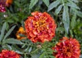 Closeup view of a rain moistened bloom of the Mexican marigold, Tagetes erecta, in Vail Village, Colorado.