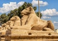 Closeup view Avenue of the Sphinxes from the first pylon of the Karnak Temple in Luxor, Egypt. Royalty Free Stock Photo