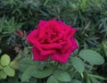 Red hybrid tea rose bloom at the rose garden of the Dallas Arboretum in Texas. Royalty Free Stock Photo