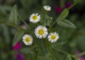 Closeup view of several small white daisy blooms with yellow centers, Philadelphia, Pennsylvania