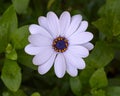 Closeup view of a single bloom of Osteospermum, known as the African Daisy