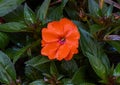 Orange impatiens bloom moistened with rain, Santa Margherita Ligure, Italy