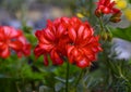 Closeup view of a single red geranium bloom in Camogli, Italy