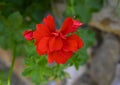 Closeup view of a single red geranium bloom in Camogli, Italy