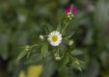 Closeup view of small white daisy and buds, Philadelphia, Pennsylvania