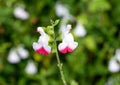 Close up view white and red sweet pea flowers in Antibes, France