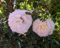 Closeup view of blooms of the Tea rose, Rosa hybrida, in Morocco. Royalty Free Stock Photo