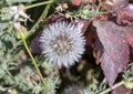 Closeup view Urospermum picroides, the prickly goldenfleece, in Cairo, Egypt. Royalty Free Stock Photo