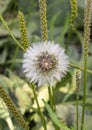 Closeup view Urospermum picroides, the prickly goldenfleece, in Cairo, Egypt. Royalty Free Stock Photo