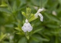 Closeup view of a white bloom of Salvia greggii, the autumn sage, at the Fort Worth Botanic Garden, Texas. Royalty Free Stock Photo