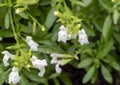 Closeup view of white blooms of Salvia greggii, the autumn sage, at the Fort Worth Botanic Garden, Texas.