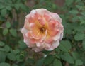 White, pink and orange hybrid tea rose bloom at the rose garden of the Dallas Arboretum in Texas. Royalty Free Stock Photo