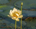 Yellow bloom and bud of the American Lotus, Nelumbo lutea, in Caddo Lake near Uncertain, Texas. Royalty Free Stock Photo