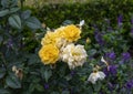 Floribunda rose, Julia Child, at the Fort Worth Botanic Garden, Texas.