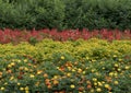 Colorful flower bed at the Dallas Arboretum and Botanical Garden