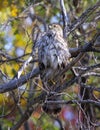 Cooper\'s hawk sitting in a dead tree near the shore of White Rock Lake in Dallas, Texas. Royalty Free Stock Photo