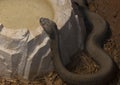 Cottonmouth water moccasin at Rattlers & Reptiles, a small museum in Fort Davis, Texas, owned by Buzz Ross. Royalty Free Stock Photo