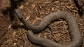 Cottonmouth water moccasin at Rattlers & Reptiles, a small museum in Fort Davis, Texas, owned by Buzz Ross. Royalty Free Stock Photo