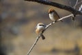 Couple of shrikes on a branch of tree Royalty Free Stock Photo