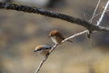 Couple of shrikes on a branch of tree Royalty Free Stock Photo