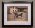 Cow in Barnyard by Adolphe Braun on display in The Morgan Library & Museum in New York City, New York.