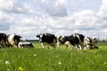 Cows grazing in the meadow