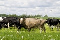 Cows grazing in the meadow