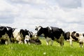 Cows grazing in the meadow