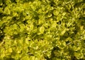 Creeping jenny, Lysimachia nummularia, in Vail Village, Colorado. Royalty Free Stock Photo